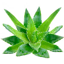 Aloe-Vera2