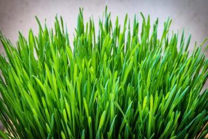 Barley-Grass