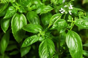 Basil leaves