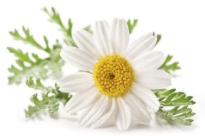 Chamomile