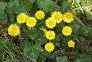 Coltsfoot-1024x685