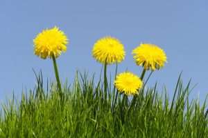 Dandelion-1024x681