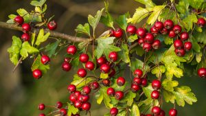 Hawthorn berry