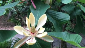 Magnolia_officinalis