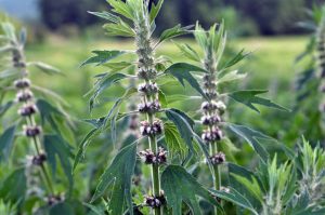 Motherwort