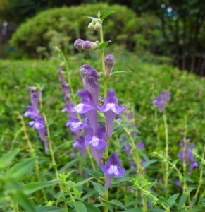 Skullcap-291x300