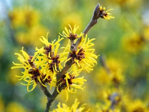 Witch Hazel