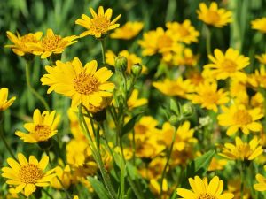 Arnica-for-Sebaceous-Cyst-768x576
