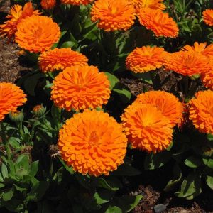 Calendula