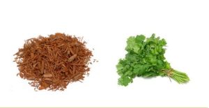 Coriander-Leaves-and-Sandalwood-Powder