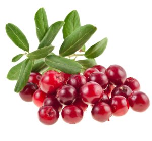 Cranberry-for-Epididymitis