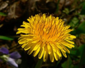 Dandelion-768x615