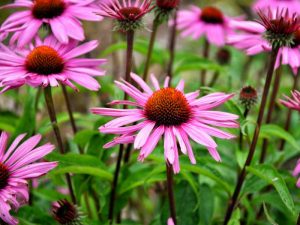 Echinacea-for-Sebaceous-Cyst