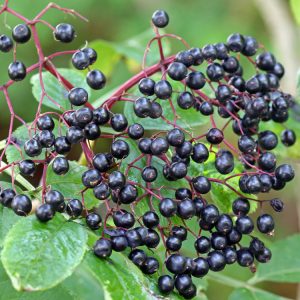 Elderberry