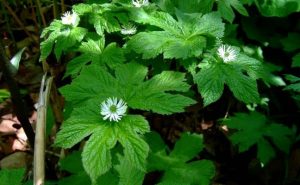 Goldenseal