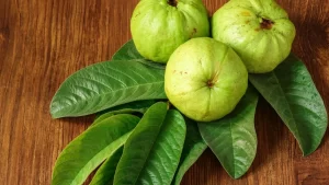 Guava Leaves