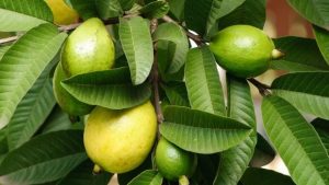 Guava-Leaves-for-Sebaceous-Cyst