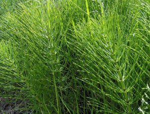 Horsetail