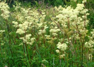 Meadowsweet-768x550
