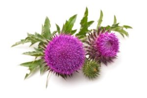 Milk-Thistle-for-Sebaceous-Cyst