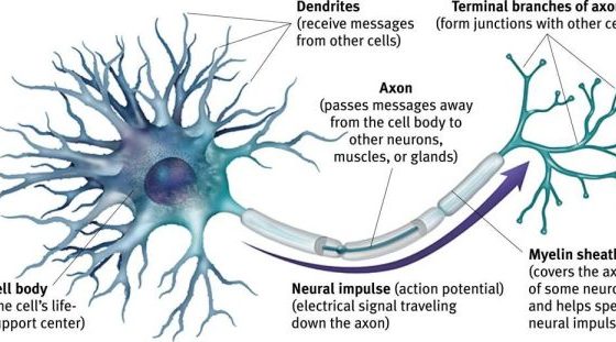 Motor Neuron Disease - Neurological Issues