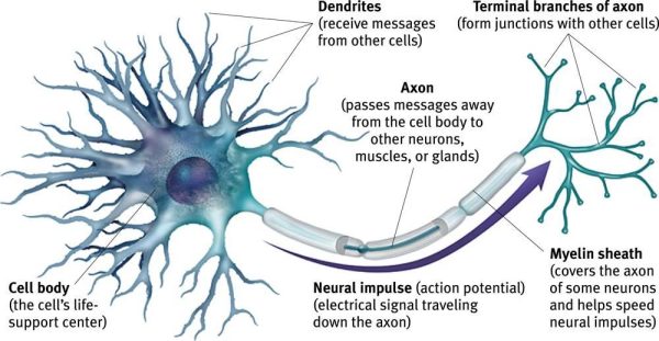 Motor Neuron Disease – Neurological Issues