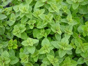 Oregano-for-Epididymitis-1024x768