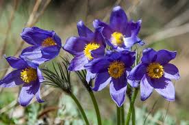 Pulsatilla