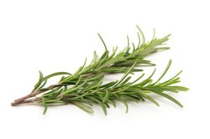 Rosemary