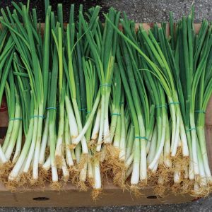 Seeds-of-green-onion-768x768