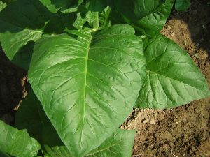 Tobacco-leaves-768x576