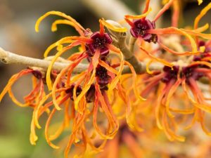 Witch-Hazel-for-Sebaceous-Cyst-768x576