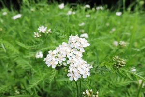 Yarrow1