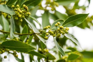 caring-for-bay-leaf-plant-outdoor-lead-getty-0323-2000-157d396a43804ca6b3f9b40497bc0eda